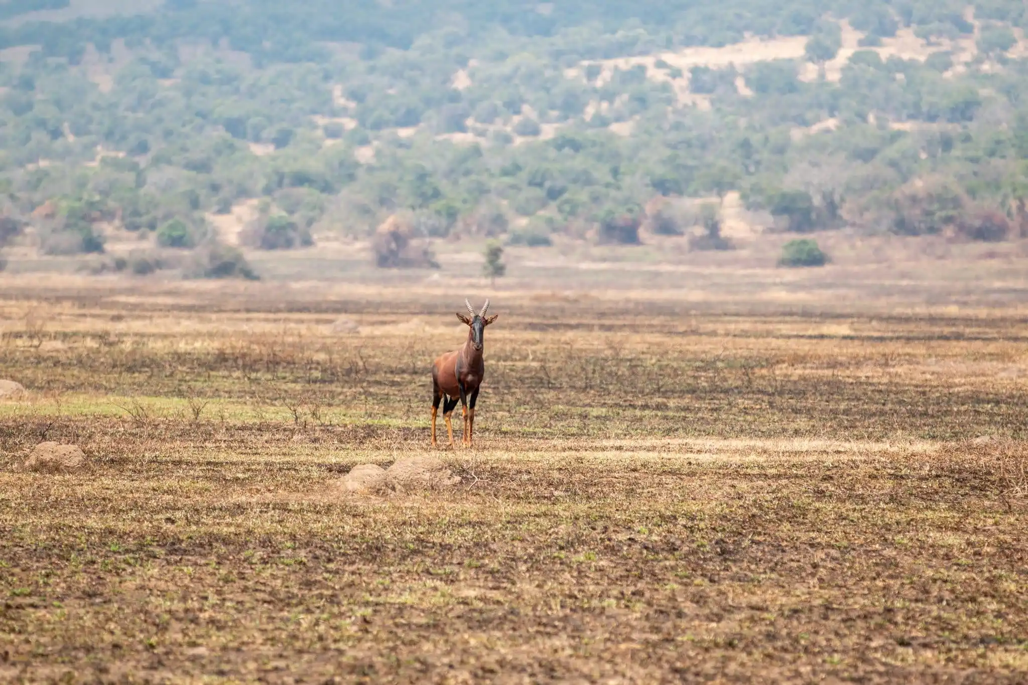 AkageraNationalParktopiPhotoCreditKateWebsterscaled